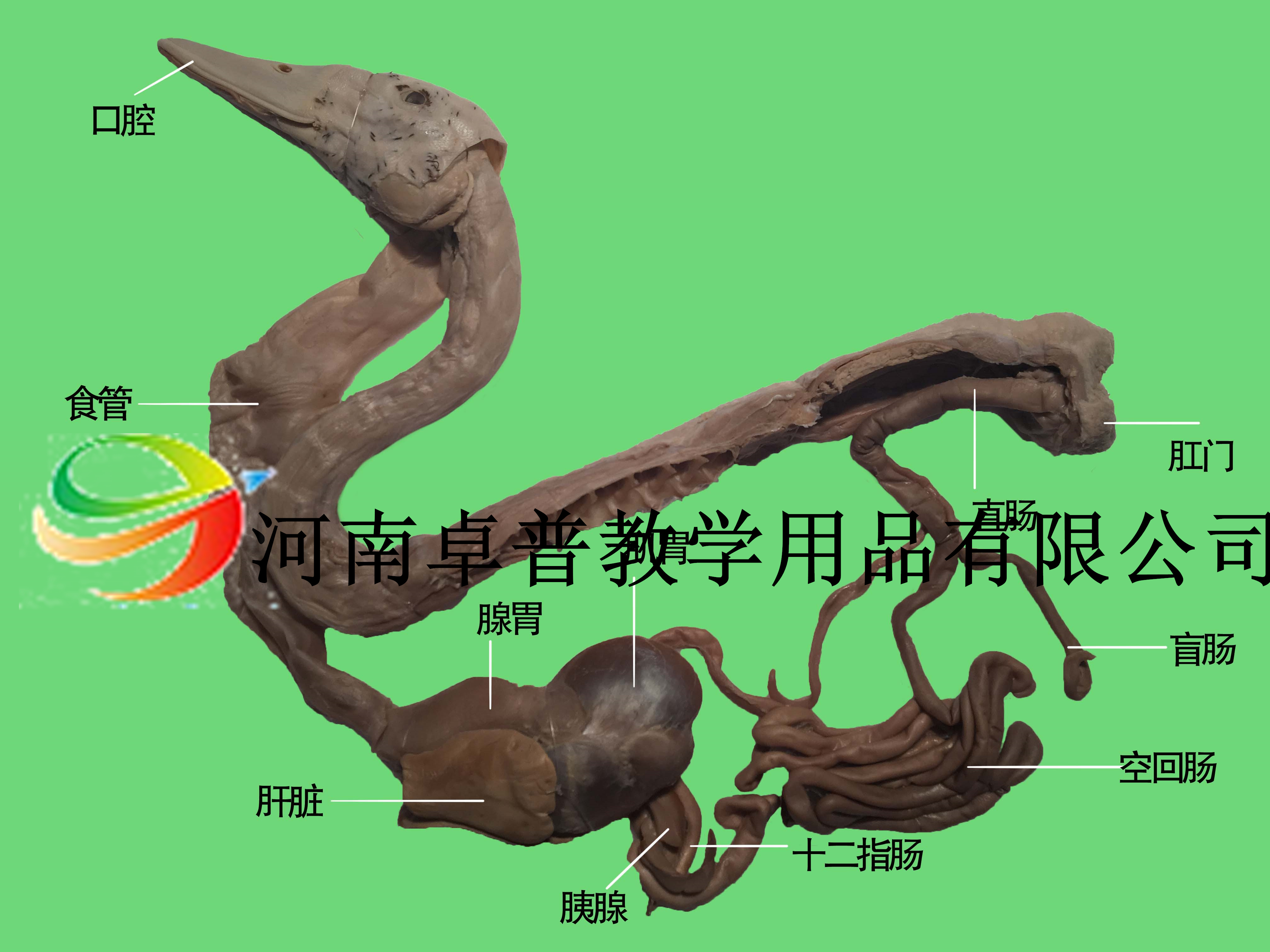 鸭骨架，标本(Anas platyrhynchos ­domestica) - 1020979 - T300351 - 鸟类 - 3B Scientific